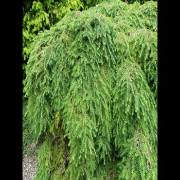 Abies Canadensis